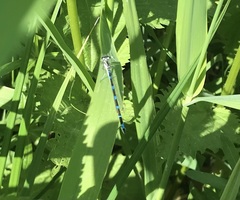 Coenagrion pulchellum