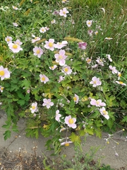 Eriocapitella hupehensis