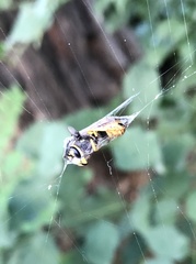 Vespula germanica