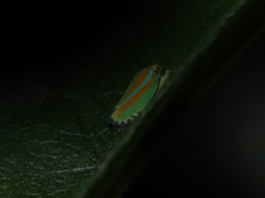 Graphocephala versuta