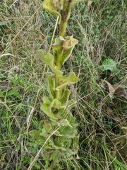 Verbascum