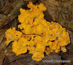 Cantharellus lateritius