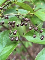 Lyonia ligustrina
