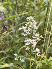 Symphyotrichum urophyllum