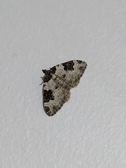 Xanthorhoe fluctuata