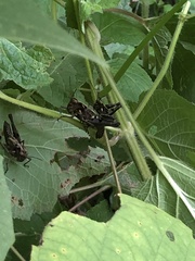 Melanotettix dibelonius