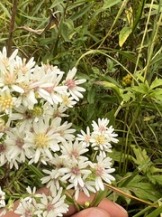 Symphyotrichum urophyllum