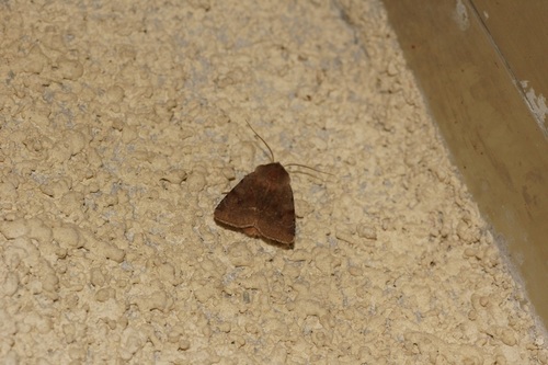 Cerastis rubricosa