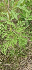 Ambrosia artemisiifolia