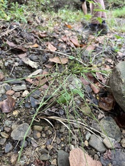 Equisetum arvense