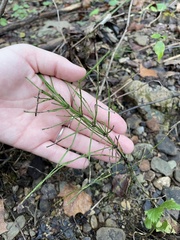 Equisetum arvense