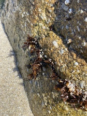 Rhodophyta