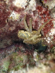 Eriphia verrucosa