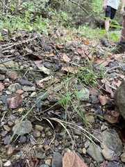 Equisetum arvense