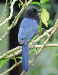 Cyanocorax melanocyaneus