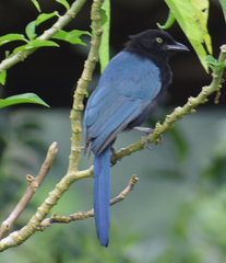 Cyanocorax melanocyaneus
