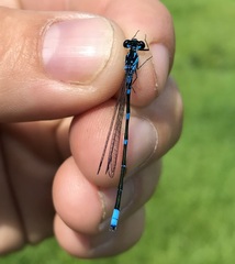 Coenagrion pulchellum