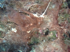 Rhodophyta
