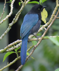 Cyanocorax melanocyaneus