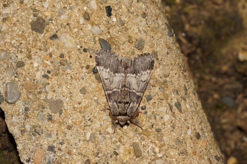 Drymonia ruficornis