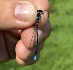 Coenagrion pulchellum