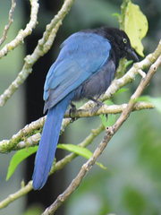 Cyanocorax melanocyaneus