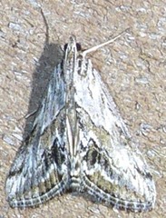 Evergestis simulatilis
