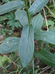 Digitalis grandiflora