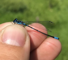 Coenagrion pulchellum