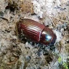 Acrossus rufipes