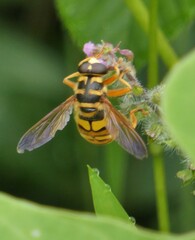 Milesia virginiensis