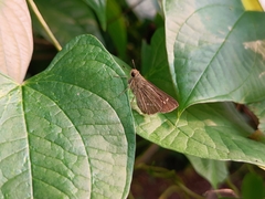 Borbo cinnara