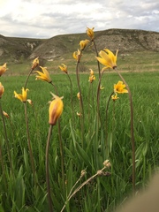 Tulipa sylvestris