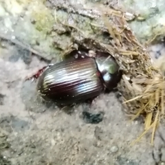 Acrossus rufipes