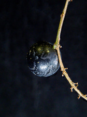 Ribes hudsonianum petiolare