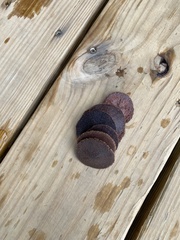 Echinarachnius parma