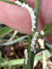 Prociphilus tessellatus