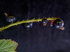 Ribes hudsonianum petiolare