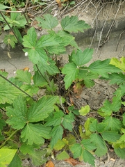 Eriocapitella hupehensis