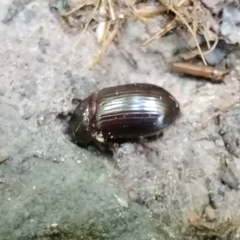 Acrossus rufipes