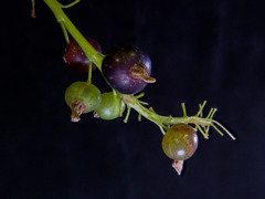 Ribes hudsonianum petiolare