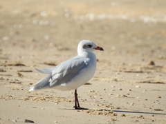 Ichthyaetus melanocephalus