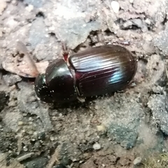 Acrossus rufipes
