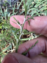 Prociphilus tessellatus