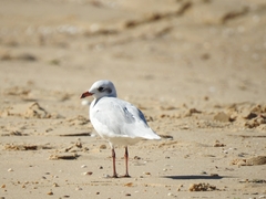 Ichthyaetus melanocephalus