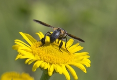 Trichopoda pictipennis