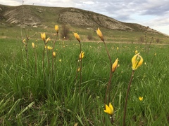 Tulipa sylvestris