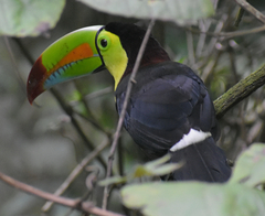 Ramphastos sulfuratus