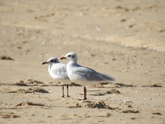 Ichthyaetus melanocephalus