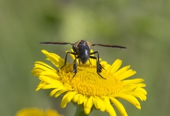 Trichopoda pictipennis